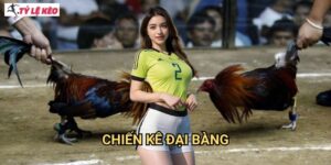 Chiến Kê Đại Bàng Tỷ lệ kèo us - Gà chiến dòng máu đại bàng