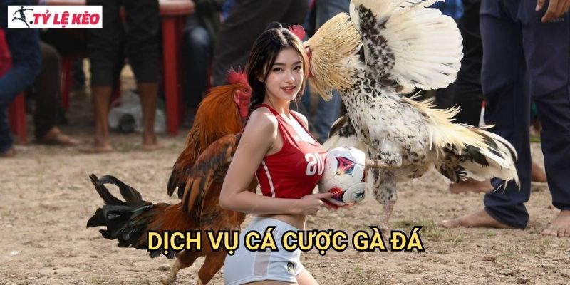 Dịch vụ cá cược gà đá