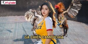 Gà Chiến Campuchia Tỷ lệ kèo us - Đặc sản gà đá Khmer