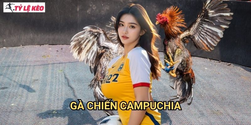Gà Chiến Campuchia Tỷ lệ kèo us - Đặc sản gà đá Khmer