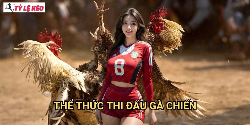Thể thức thi đấu gà chiến