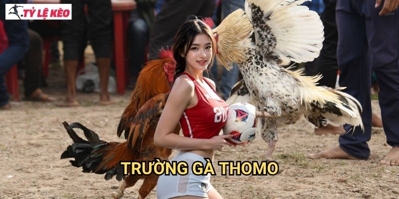 Trường Gà Thomo Tỷ lệ kèo us - Sân chơi gà đá uy tín hàng đầu